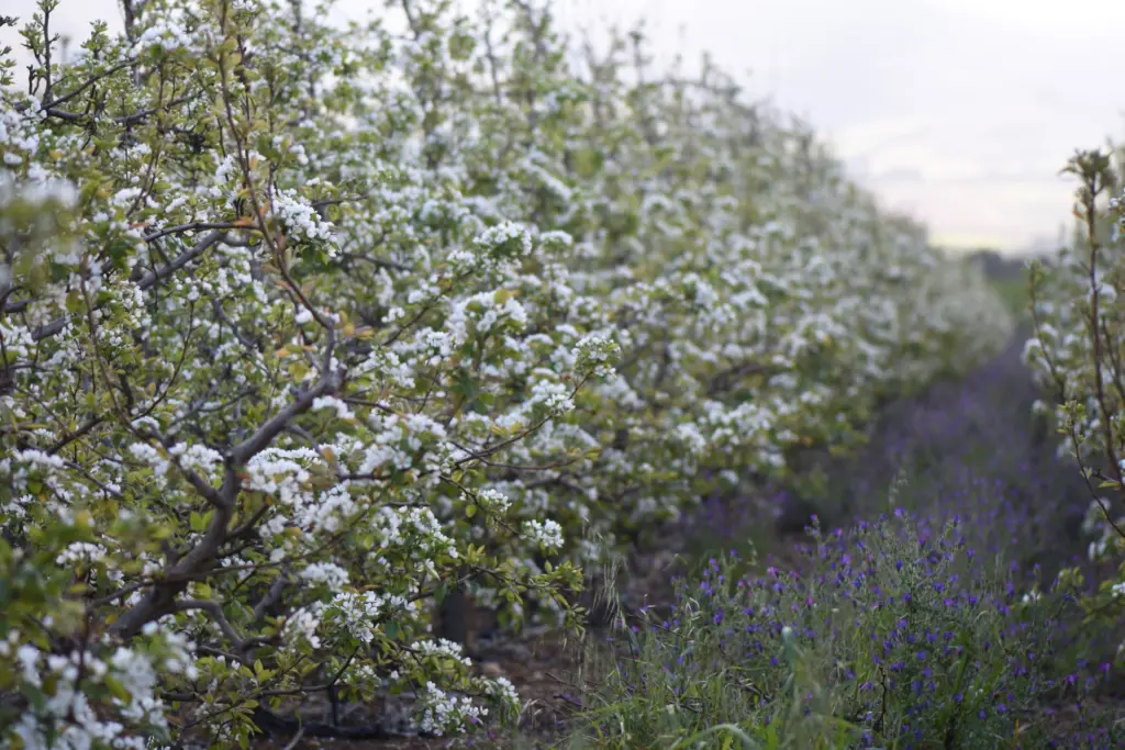 Rows of blossoming fruit trees in an orchard, hero image for the contact page