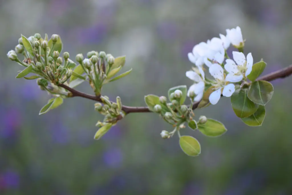 Close-up of white pear blossom and new leaves on a branch